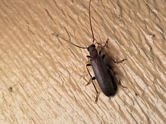 Sparedrus aspersus