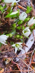 Gentianella patula