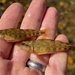 Etheostoma swannanoa - Photo (c) ramblenaturalist, some rights reserved (CC BY-NC)
