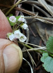 Veronica californica