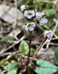 Veronica californica