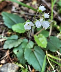 Veronica californica