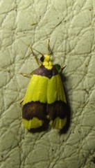 Heterallactis microchrysa