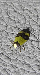 Heterallactis microchrysa