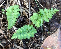 Cystopteris protrusa