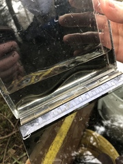 Lampetra richardsoni