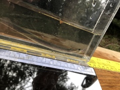 Lampetra richardsoni