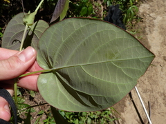 Passiflora triloba