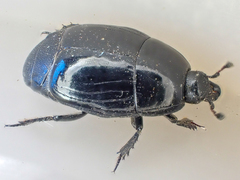 Margarinotus
