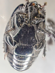 Margarinotus