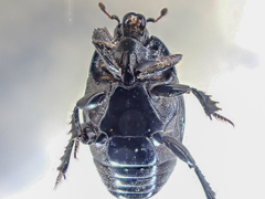 Margarinotus