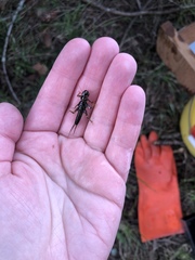 Hesperoperla pacifica