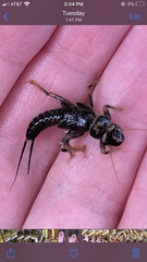 Hesperoperla pacifica