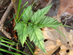 Cardamine leucantha