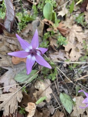 Erythronium hendersonii