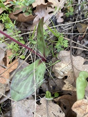 Erythronium hendersonii