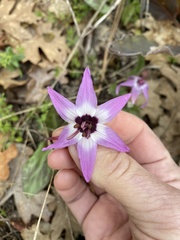 Erythronium hendersonii