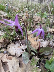 Erythronium hendersonii