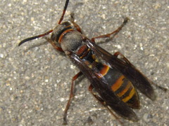 Polistella