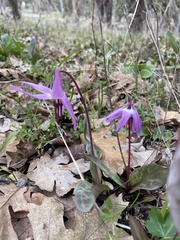 Erythronium hendersonii