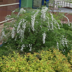 Spiraea cinerea