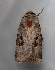 Ariathisa abyssinia