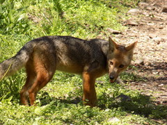 Lycalopex culpaeus culpaeus