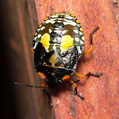 Chinavia pallidoconspersa