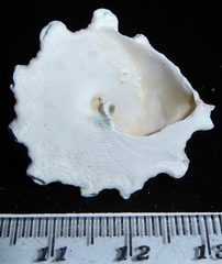 Tectus dentatus