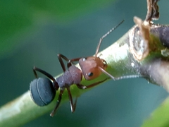 Camponotus rectangularis willowsi