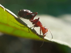 Camponotus rectangularis willowsi