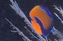 Pomacanthus navarchus