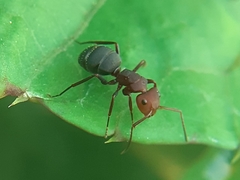 Camponotus rectangularis willowsi