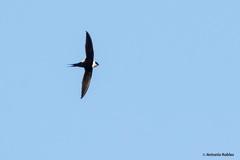 Great Swallow-Tailed Swift photo 4
