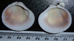 Circe rugifera
