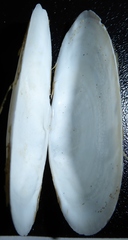 Psammobiidae