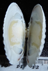 Gafrarium pectinatum