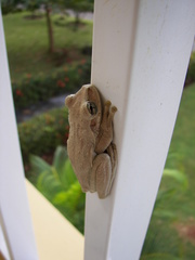 Osteopilus dominicensis