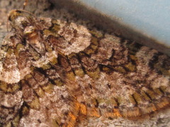 Esakiopteryx volitans