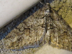 Agriopis dira