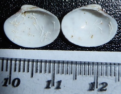 Pitar hebraeus