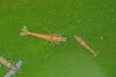 Caridina cantonensis