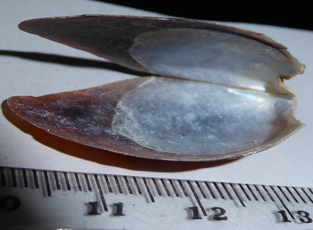 Smaragdina Little Wing Shell