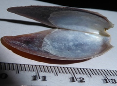 Electroma alacorvi