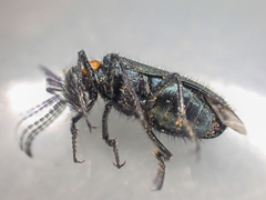 Lytta crotchii