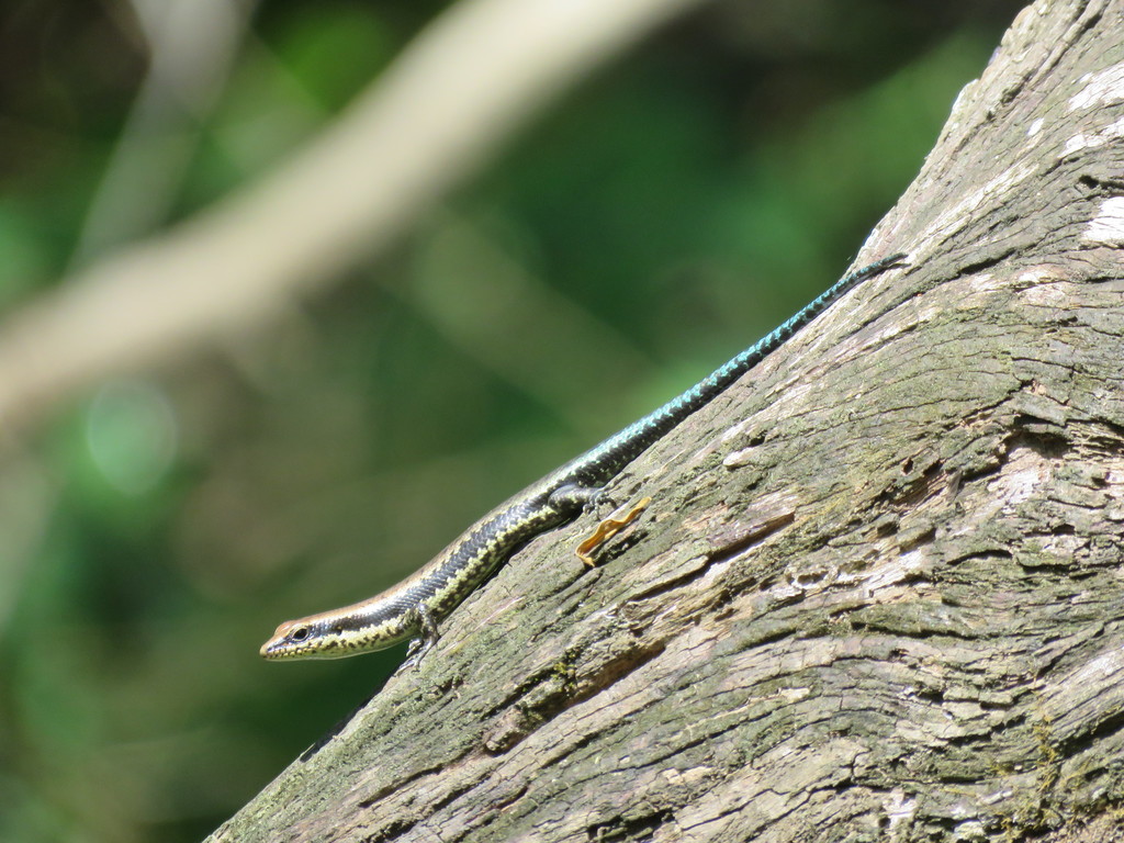 Two-striped Mabuya