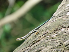 Varzea bistriata