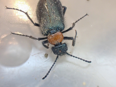 Lytta crotchii