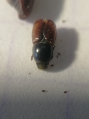 Scolytus scolytus