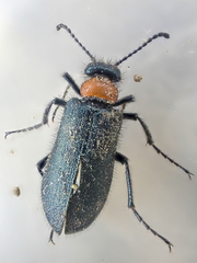 Lytta crotchii